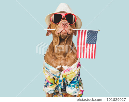 Charming brown puppy, sun hat and American flag 101829027