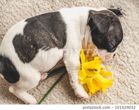 Cute puppy and a bouquet of bright flowers 101829032