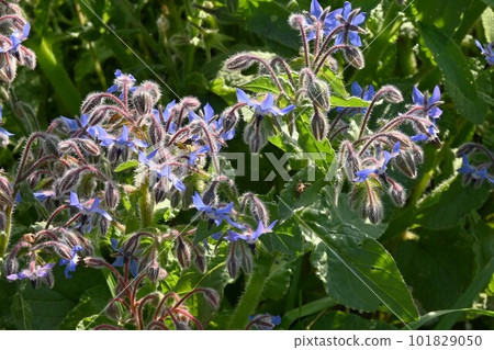 borage flower borage flower 101829050