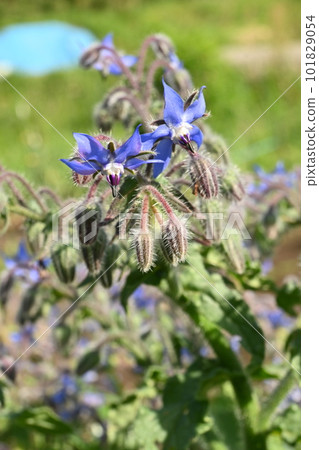 borage flower borage flower 101829054