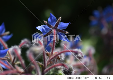 borage flower 101829055