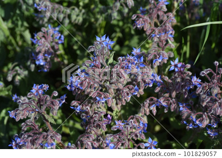 borage flower borage flower 101829057