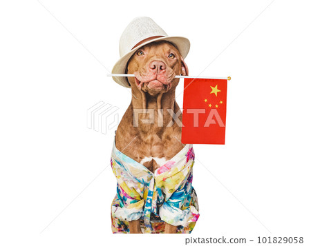Brown puppy, sun hat and China Flag Brown puppy, sun hat and China Flag 101829058