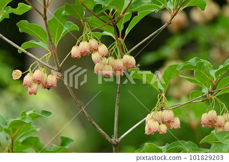 Sarasadodan flower, Rhododendron azalea 101829203
