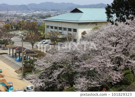 Gymnasium in Yamane Park in spring with cherry blossoms Gymnasium in Yamane Park in spring with cherry blossoms 101829323