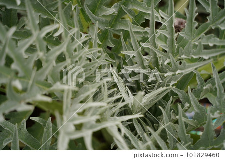 cardoon, cynara, cardunculus, cardoon, cynara, cardunculus, 101829460