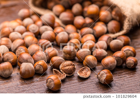 Filbert Filbert 101829604