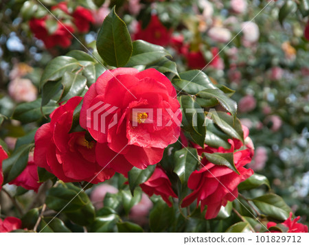 紅冷山茶花 101829712