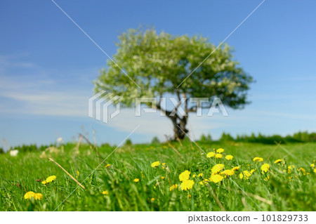 alone tree 101829733