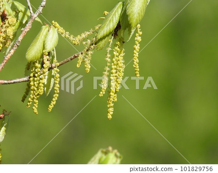 Quercus flower in full bloom 101829756
