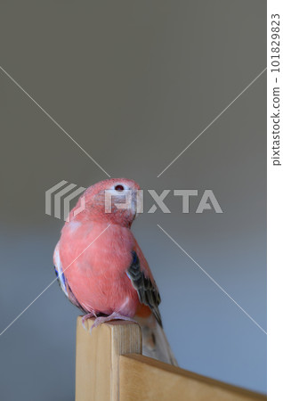 伯克的鸚鵡 101829823