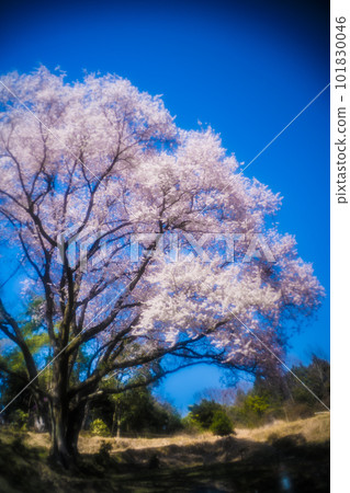 Great cherry blossoms in Hiroshima, Takehara City, and Shukune 101830046