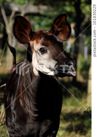 Okapi's face close-up Okapi's face close-up 101830229