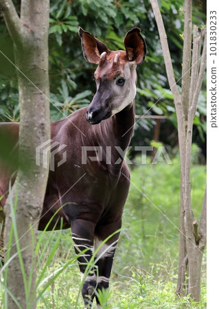 霍加皮站在樹間 101830233