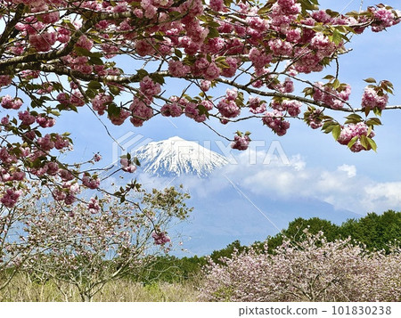 粉紅色的櫻花和富士山 粉紅色的櫻花和富士山 101830238