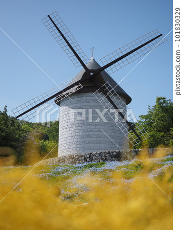 Windmill and Nemophila Windmill and Nemophila 101830329