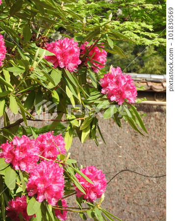 杜鵑花“Shakunage” 杜鵑花“Shakunage” 101830569