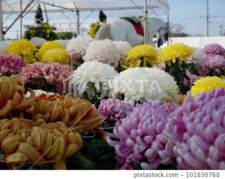 菊池菊人偶菊花祭大型菊花展（熊本縣菊池市） 101830768