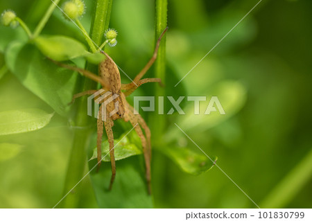 Ilo-billed spider Ilo-billed spider 101830799