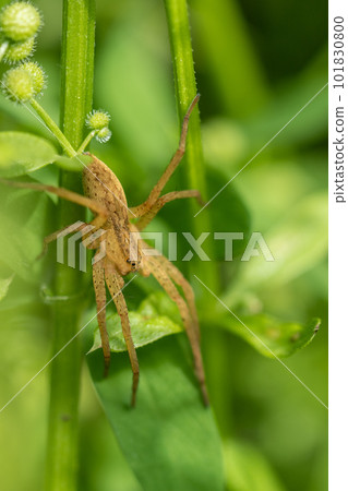 Ilo-billed spider Ilo-billed spider 101830800