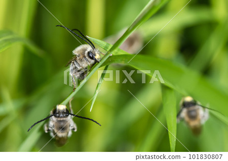 NIPPON HIGENNAGA Honeybee NIPPON HIGENNAGA Honeybee 101830807