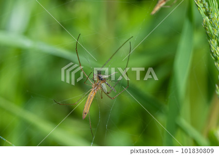 A yellowtail spider that preys on insects caught in its nest 101830809