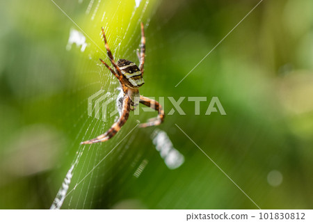 Cogalatidae Cogalatidae 101830812