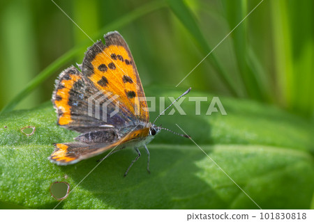 Phalaenopsis on the grass 101830818