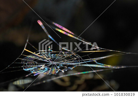 A spider's web shining through the sunlight 101830819