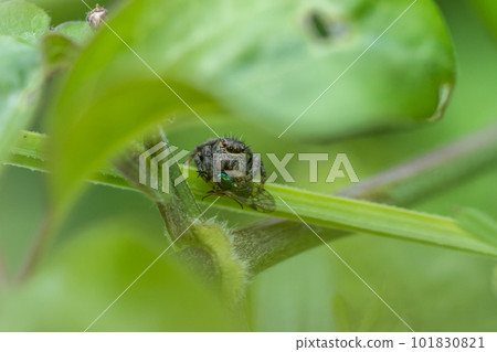 Jumping spider (cat fly bird) preying on horsefly 101830821