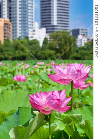 上野不忍池美麗的荷花(東京都台東區) 上野不忍池美麗的荷花(東京都台東區) 101831001