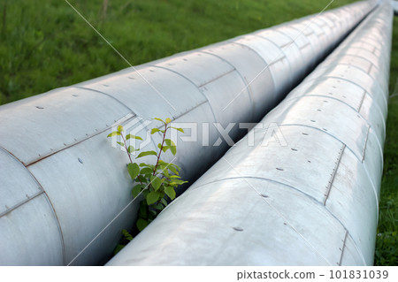 Two thick pipes in a protective metal casing with hot water and a green branch sprouting between the pipes. Selective focus on a young tree, blurred background. Two thick pipes in a protective metal casing with hot water and a green branch sprouting between the pipes. Selective focus on a young tree, blurred background. 101831039