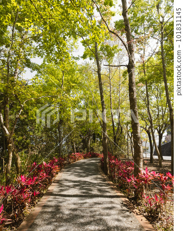 green forest trail 101831145