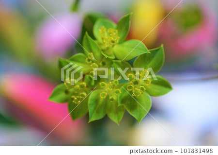 Bupleurium Tsukinuki Psycho Bupleurium Bupleurium Tsukinuki Psycho Bupleurium 101831498