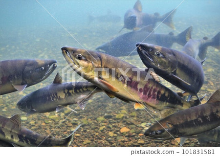Chitose River Salmon (Chitose City, Hokkaido) 101831581