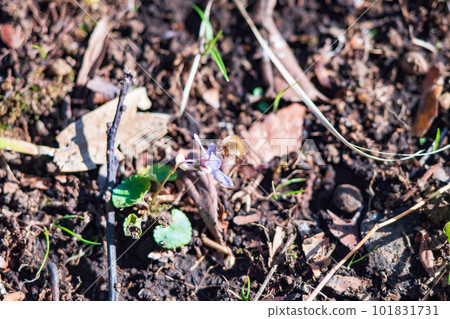 吸紫羅蘭花蜜的天鵝絨樹蠅 吸紫羅蘭花蜜的天鵝絨樹蠅 101831731
