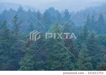 春雨中霧濛濛的森林 春雨中霧濛濛的森林 101831753