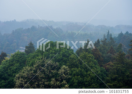Forest foggy in the spring rain Forest foggy in the spring rain 101831755