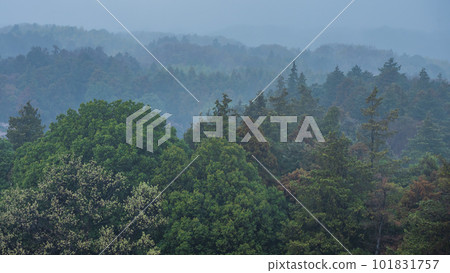 Forest foggy in the spring rain Forest foggy in the spring rain 101831757