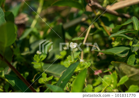Small flowers of the red-bellied pufferfish blooming in the spring field Small flowers of the red-bellied pufferfish blooming in the spring field 101831770