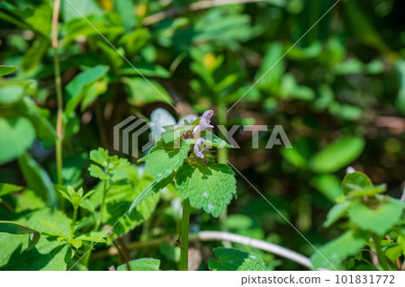 Purinea flowers blooming in the spring field 101831772