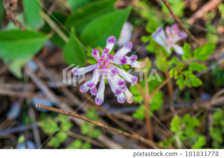 Purple flowers blooming in the spring field Purple flowers blooming in the spring field 101831778