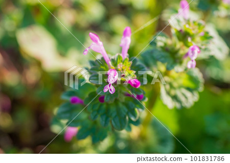 Henbit deadnettle blooming in early spring 101831786