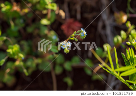 Small cucumber flowers blooming in the spring field Small cucumber flowers blooming in the spring field 101831789