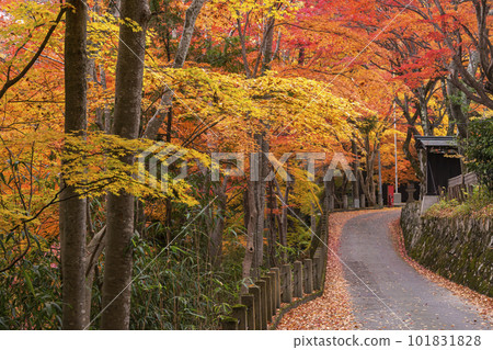 221110 Hie Shrine g078 101831828