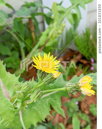 Onion poppy that looks like a dandelion 101831850