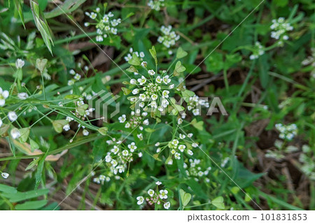 小而可愛的薺菜花 101831853