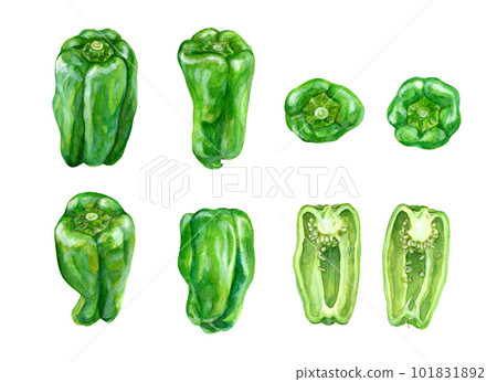 Set of peppers painted by watercolor 101831892