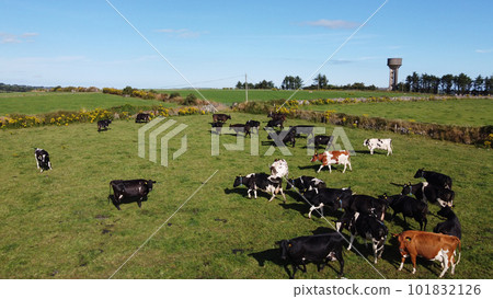 A herd of cows on a green pasture on a summer day in Ireland. Grazing on a livestock farm. Agricultural landscape. Ecological animal husbandry. Herd of cow on green grass field 101832126