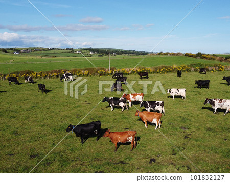 cows on a green pasture on a summer day in Ireland. Grazing on a livestock farm. Agricultural landscape. Ecological animal husbandry. Herd of cow on green grass field 101832127